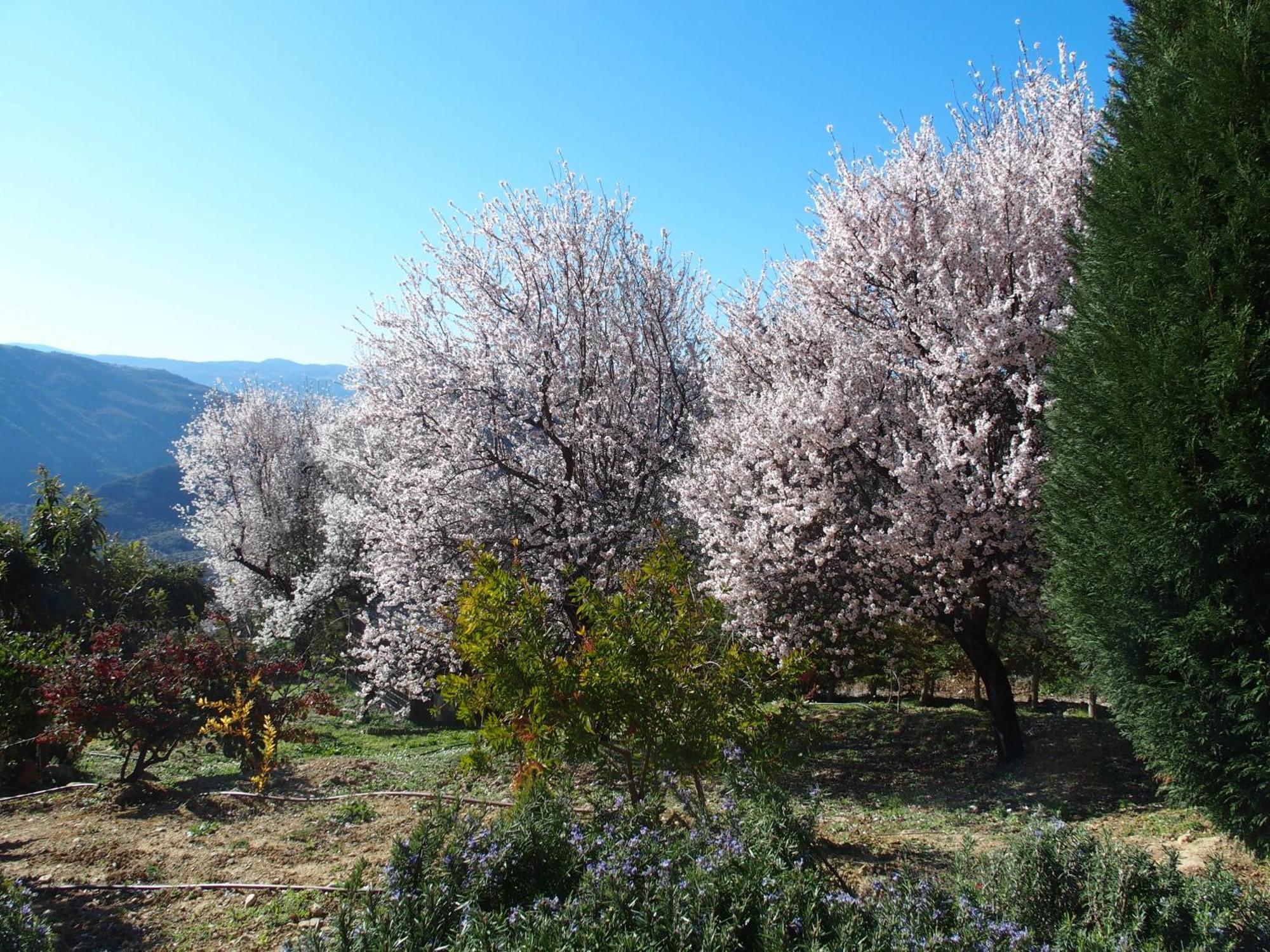 Ktima Noosfera Wellness & Retreat Center Hotel Karya Buitenkant foto